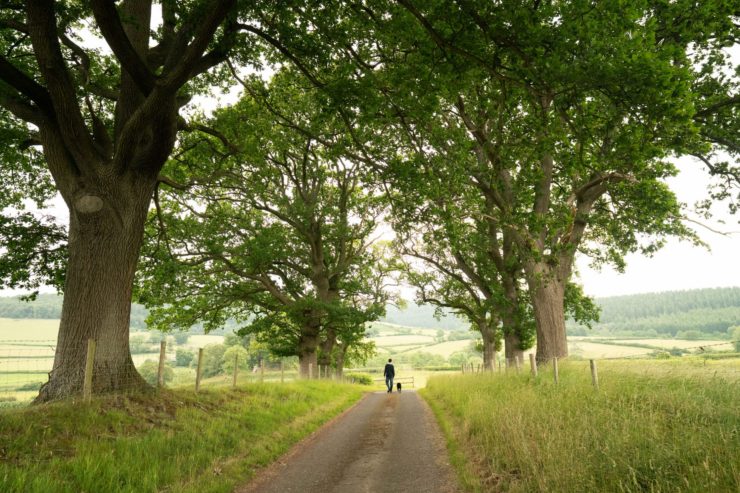 person walking a dog down an avenue of trees